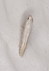 Haplochrois bipunctella