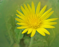 Arctotis arctotoides