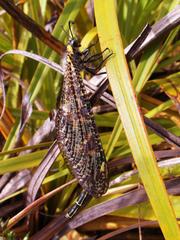Palpares speciosus