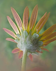 Arctotis arctotoides