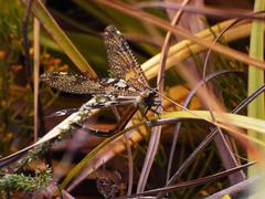 Palpares speciosus
