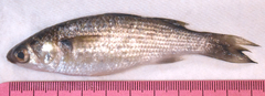 Mugil curema