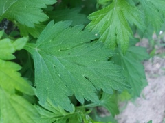Artemisia vulgaris