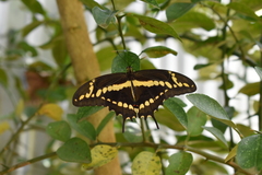 Heraclides homothoas