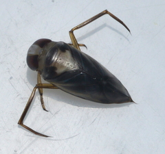 Enithares bergrothi
