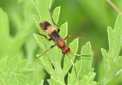 Trogomorpha arrogans