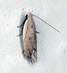Anacampsis paltodoriella