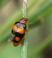 Diacantha collaris