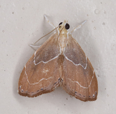 Glaphyria peremptalis
