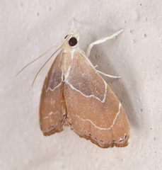 Glaphyria peremptalis