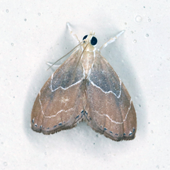 Glaphyria peremptalis