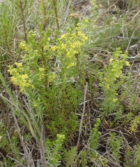 Galium capense capense