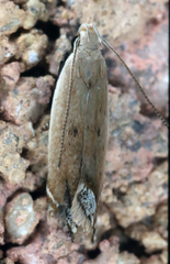 Anacampsis paltodoriella