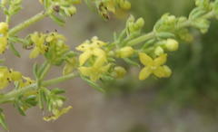Galium capense capense