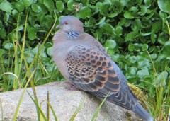 Streptopelia orientalis