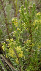Galium capense capense