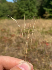 Aristida basiramea