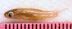 Fundulidae