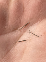 Aristida basiramea