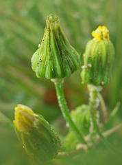 Sonchus asper asper