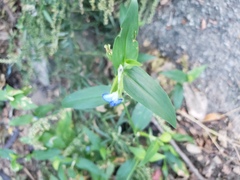 Commelina communis