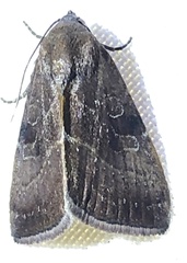 Galgula