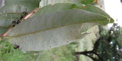 Sclerocroton integerrimus