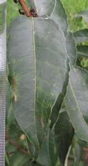 Sclerocroton integerrimus
