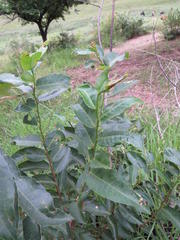 Sclerocroton integerrimus