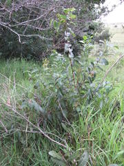 Sclerocroton integerrimus
