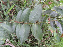 Sclerocroton integerrimus