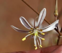 Trachyandra bulbinifolia