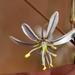 Trachyandra bulbinifolia - Photo (c) riana60, algunos derechos reservados (CC BY-NC), subido por riana60