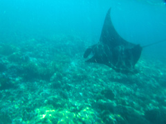 Mobula