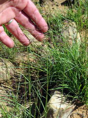 Aristida diffusa