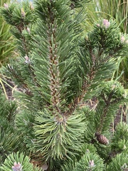 Pinus