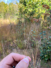 Aristida necopina