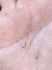Aristida necopina