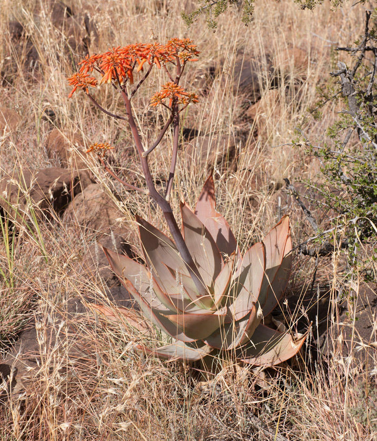 Aloe striata