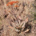 Aloe striata - Photo (c) carinalochner, algunos derechos reservados (CC BY-NC), uploaded by carinalochner