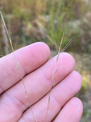 Aristida necopina