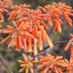 Aloe striata