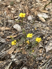Leptosiphon chrysanthus
