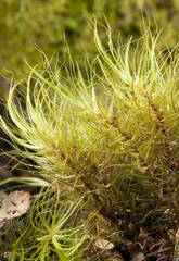 Dicranoloma robustum