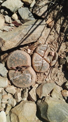 Lithops lesliei lesliei