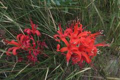Nerine sarniensis