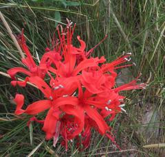 Nerine sarniensis