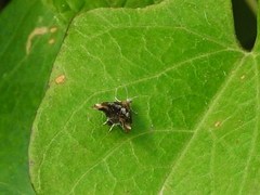 Prochoreutis inflatella