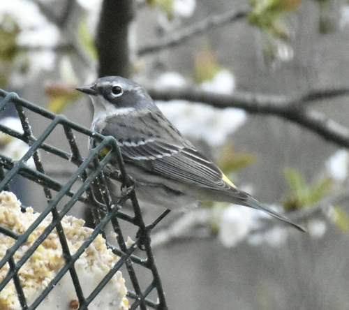 Myrtle Warbler photographed in Indiana