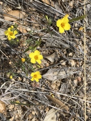 Leptosiphon chrysanthus